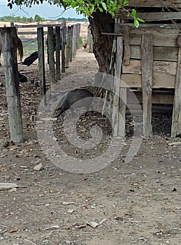 Wild pig, Cateto, Fazenda de Mato Grosso, Brazil photo