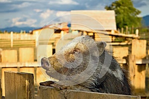 The wild pig is climbing on the fence.