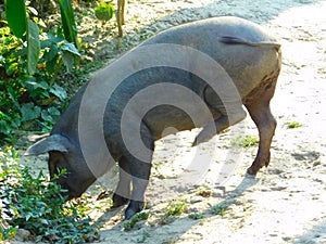 Wild pig eating food in forest.