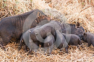 A wild pig feeds piglets. Piglets of wild boar drink milk from their mother.