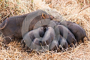 A wild pig feeds piglets. Piglets of wild boar drink milk from their mother.