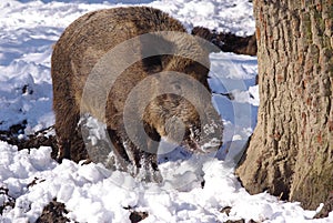 Wild pig in the forest