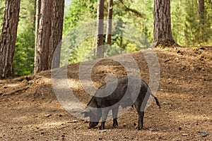 Wild pig in forest