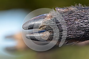 Wild pig hooves photo