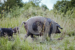 Wild pig with offspring walks in the field. Hungarian mangalitsa walks in the field