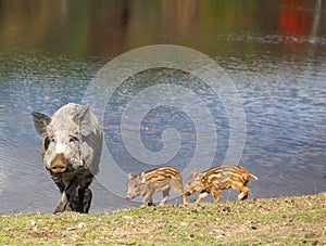 Wild Pig and Piglets