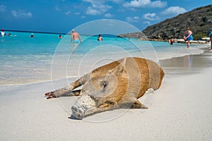 Wild Pig - PortoMari beach Curacao