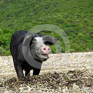 Wild pig portrait