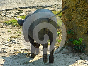 Wild pig run in forest.