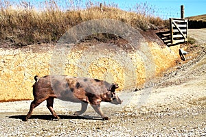 Wild Pig walking