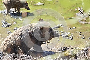 Wild pig during wallow