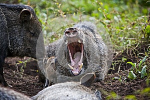 Wild pig yawning