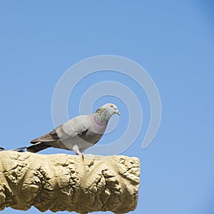 Wild pigeon