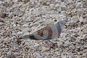 Wild pigeon on the beach in search of food