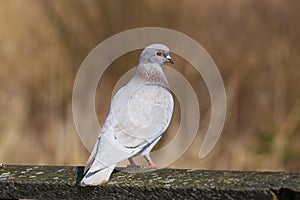 Wild pigeon, rock dove Columba livia.