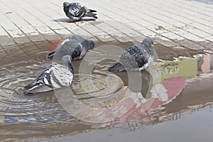 Wild pigeons bathing in a puddle