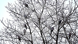 Wild pigeons sitting on thee branches of a bare tree, isolated on white