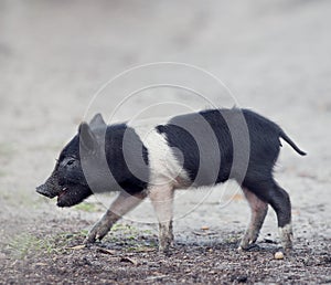 Wild piglet in Florida wetlands