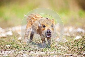 Wild piglet making calls on summer day.