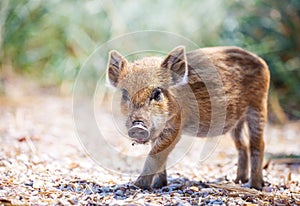 Wild piglet standing on a path.