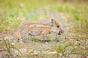 Wild piglet on a summer day