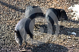 Wild Piglets