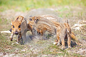 Wild piglets fighting