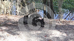 Wild piglets rest in Florida wetlands