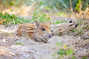 Wild piglets resting in shade on hot summer day.