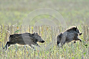 Wild piglets running