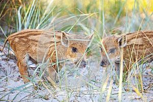 Wild piglets on a summer day.