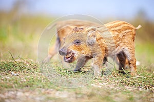 Wild piglets on summer day