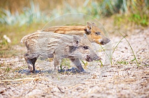 Wild piglets on a summer day