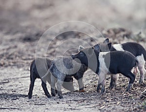 Wild piglets in wetlands