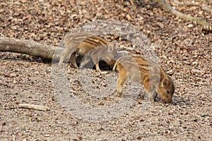 Wild piglets