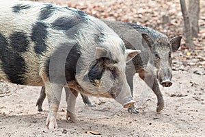 Wild pigs