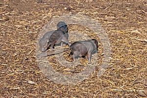 Wild pigs