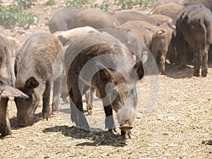 Wild pigs photo