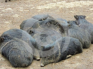 Wild pigs