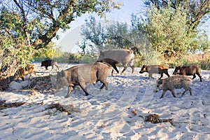 Famiglia da Selvaggio maiali passeggiate sul il mare Spiaggia Costa sabbie 