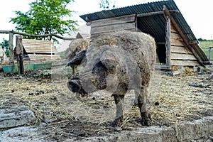 Wild pigs on the farm.