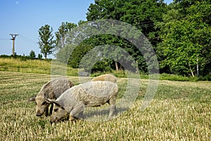 Wild pigs on the farm.