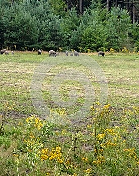 Wild pigs in the forest  in the neighbourhood of the city of Ermelo