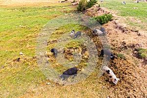 Wild pigs graze eating the grass on nature