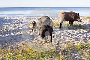 Wild pigs group walk on sea coastal sands