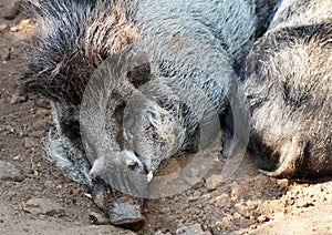 Wild Pigs