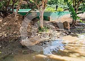 Wild pigs in mud