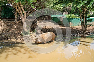 Wild pigs in mud