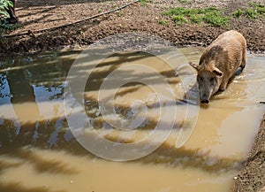 Wild pigs in mud