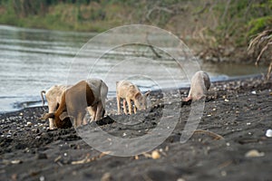 Wild pigs searching for food at the beach on the island ometepe in nicaragua.